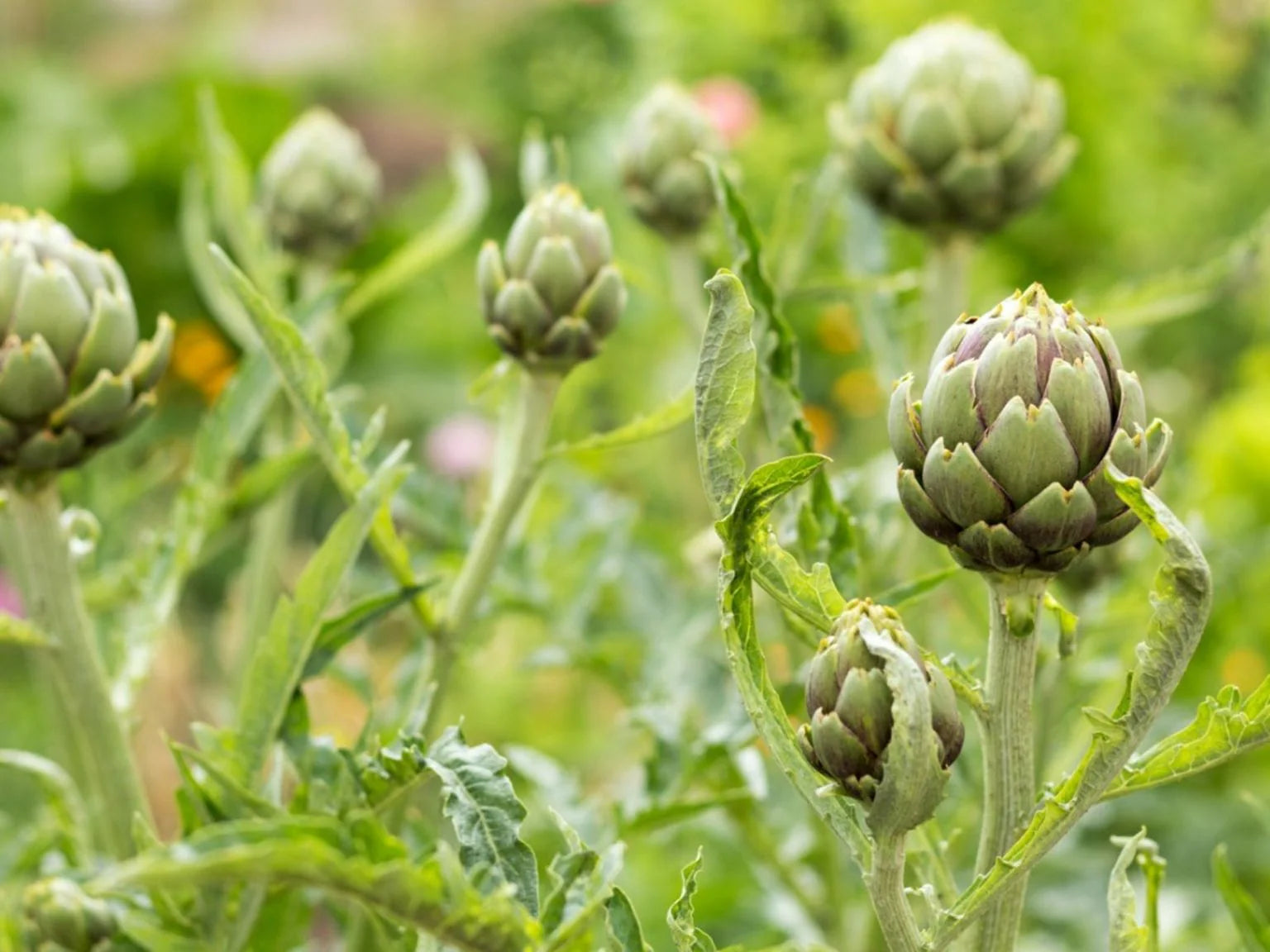 Artichoke plants for sale. Artichoke roots and plants are a great addition for ay garden.  Easy to plat fast to grow.  Buy many and enjoy the harvest. Artichoke plants are a care-free gardening delight. 