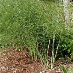 Buy 1  Get 1 Free Heirloom Asparagus plants 1 Year are a mature roots ready to grow for ever in your garden, They make many flavorful spears of average size. At the young 1 year stage they like to eat. Fed  them early Spring and Summer  and Fall. Make them Happy and successful give them Happy Meal Asparagus Plant Food.